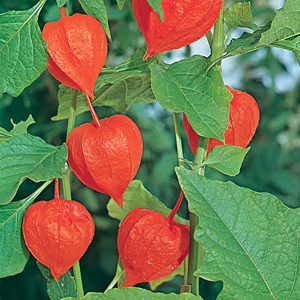Unbranded Chinese Lantern Physalis Seeds