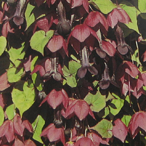 Unbranded Chinese Purple Bell Vine Seeds