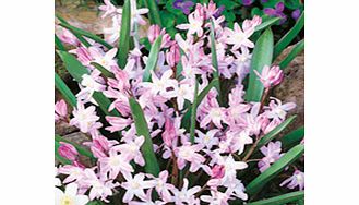 Unbranded Chionodoxa Bulbs - Pink Giant