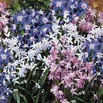 Unbranded Chionodoxa Mix