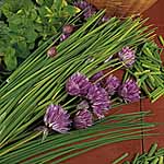 Unbranded Chives Seeds 436087.htm