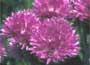 Chives