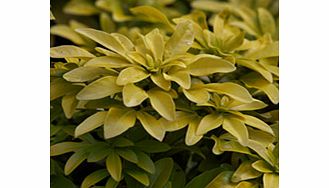 Plants with bright gold foliage and fragrant white flowers in early summer. RHS Award of Garden Merit winner. Flowers May-June. Supplied in a 2-3 litre pot.EvergreenFull sunFully hardyWildlife plant- nectar for beesBUY ANY 3 AND SAVE 20.00! (Please n