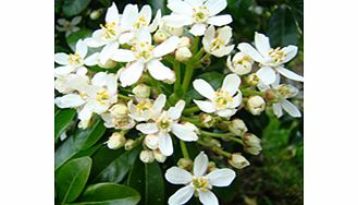 Flowers that are pure white orange blossom; scented. RHS Award of Garden Merit winner. Supplied in a 2-3 litre pot.EvergreenFull sunFully hardyWildlife plant- nectar for beesPartial shadeBUY ANY 3 AND SAVE 20.00! (Please note: Offer applies only for 
