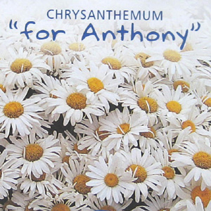 Unbranded Chrysanthemum - for Anthony Seeds