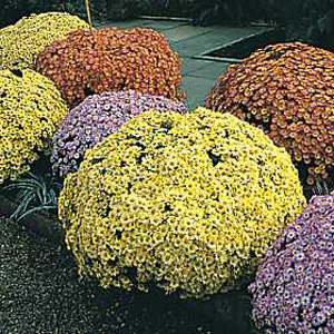 Unbranded Chrysanthemum Charm Early Fashion Mixed Seeds