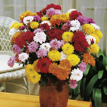 Unbranded Chrysanthemum Plant Collection Pack of 12 Pot