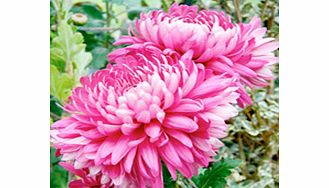 Unbranded Chrysanthemum Plants - Bloom Collection
