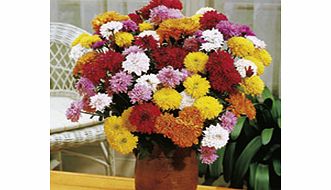 Unbranded Chrysanthemum Plants - Collection