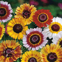 Unbranded Chrysanthemum Seeds - Dobies Rainbow Mixed