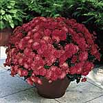Unbranded Chrysanthemum Showmakers Plants 462981.htm