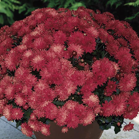 Unbranded Chrysanthemum Showmakers Plants Pack of 10 Pot