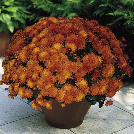 Unbranded Chrysanthemum Showmakers Plants Pack of 12 Pot