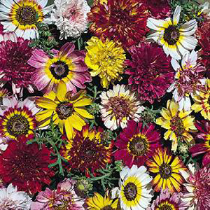 Unbranded Chrysanthemum Summer Festival Seeds