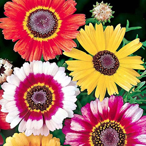 Unbranded Chrysanthemum Sunshine Mix Seeds