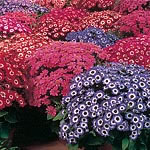 Unbranded Cineraria Court Jester Mixed F1 Seeds 410710.htm