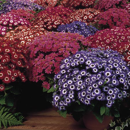 Unbranded Cineraria Court Jester Mixed F1 Seeds Average