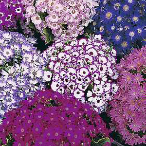 Unbranded Cineraria Dwarf British Beauty Seeds