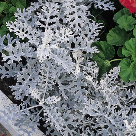 Unbranded Cineraria Maritima Dwarf Silver Seeds Average