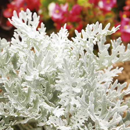 Unbranded Cineraria Maritima Silverdust Plants Pack of 20