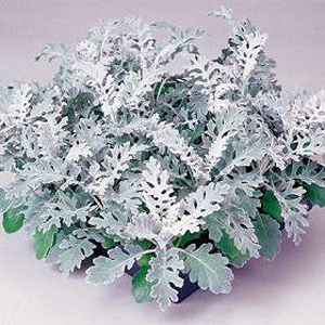 Unbranded Cineraria Silver Dust Seeds