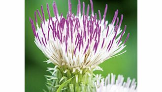Unbranded Cirsium Plant - Pink Blush