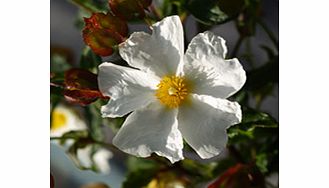 Syn. C x hybridus.drought tolerant and easily maintained white flowered plant. Wildlife plant - insects butterflies. Height 1m (3); spread 1.5m (5). Supplied in a 2-3 litre pot.EvergreenFrost hardyFull sunDrought tolerantEasy maintenanceMedium shrubB