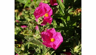 A low spreading shrub with cerise pink yellow centred flowers. RHS Award of Garden Merit winner. Height 60cm (24); spread 90cm (39). Wildlife plant - insects butterflies. Supplied in a 2-3 litre pot.Dwarf shrubEvergreenFrost hardyFull sunDrought tole