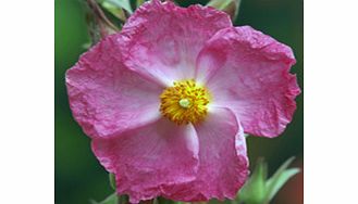 A free-flowering plant with peach-pink flowers and is very hardy. Wildlife plant - insects butterflies. Supplied in a 2-3 litre pot.EvergreenFrost hardyFull sunDrought tolerantEasy maintenanceMedium shrubBUY ANY 3 AND SAVE 20.00! (Please note: Offer 