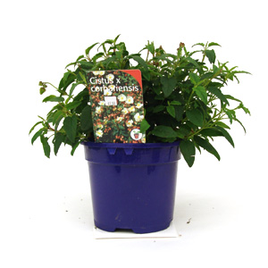 Unbranded Cistus x corbariensis White Rock Rose