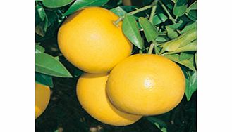 Unbranded Citrus Tree - Grapefruit
