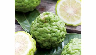 Unbranded Citrus Tree - Kaffir Lime