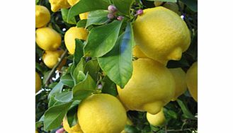 Unbranded Citrus Tree - Lemon Eureka