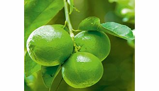 Unbranded Citrus Tree - Lime