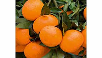 Unbranded Citrus Tree - Mandarin