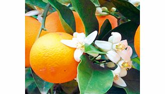 Unbranded Citrus Tree - Orange