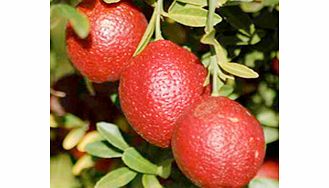 Unbranded Citrus Tree - Red Lime