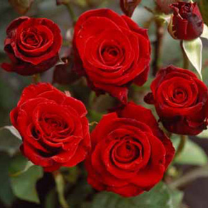 Unbranded Claret Hybrid Tea Rose (pre-order now)