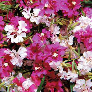 Unbranded Clarkia Confetti Mixed Seeds