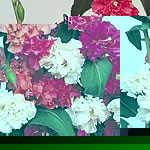 Large  double flowers of red  crimson  rose  salmon  pink  purple  carmine and white  closely cluste