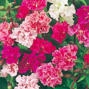 Easy to grow  the Clarkia has slender stems of double flowers in soft colours. Ideal for beds  borde