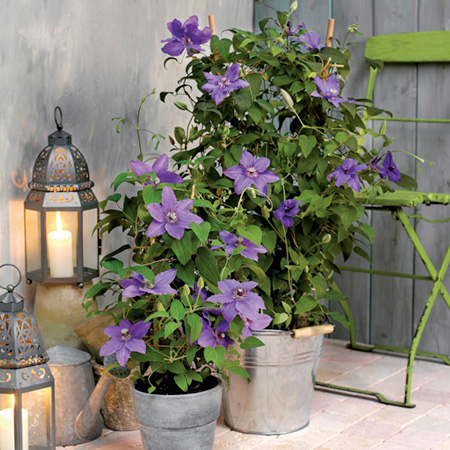 Unbranded Clematis Anelique (EVIPO 017) 1 Potted Plant
