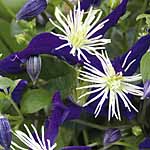 Unbranded Clematis Aromatica Plant 405041.htm