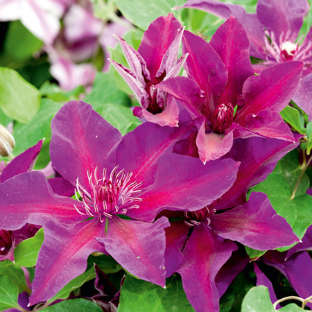Unbranded Clematis Fleuri (EVIPO 042) 1 Potted Plant