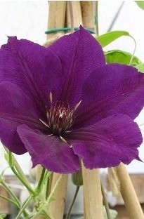 Unbranded Clematis Gypsy Queen x 1 litre pot