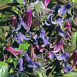 Unbranded Clematis Integrifolia Seeds
