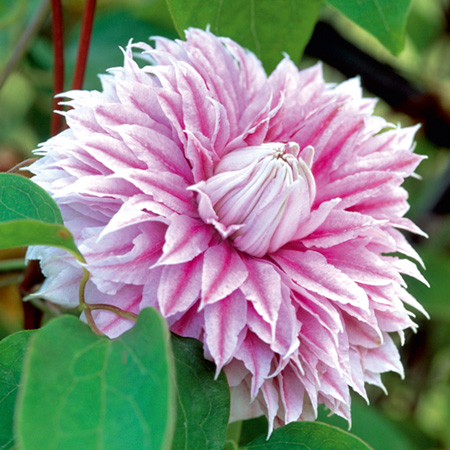 Unbranded Clematis Josephine (EVIPOJOHILL) 1 Potted Plant