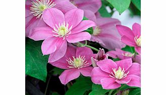 Unbranded Clematis Plant - Boulevard Alaina