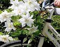Unbranded Clematis Plants - Twin Pack