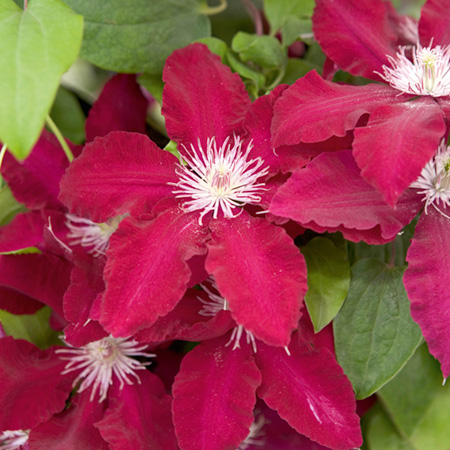 Unbranded Clematis Rebecca (EVIPO 016) 1 Potted Plant